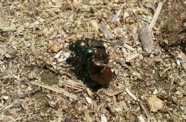 0285ce3d7ff705254fe5d87d16a9829c_1468028