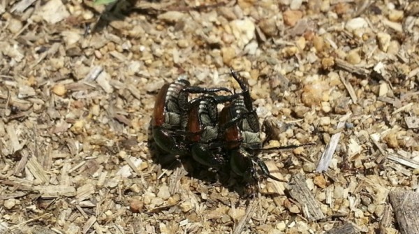 0285ce3d7ff705254fe5d87d16a9829c_1468028